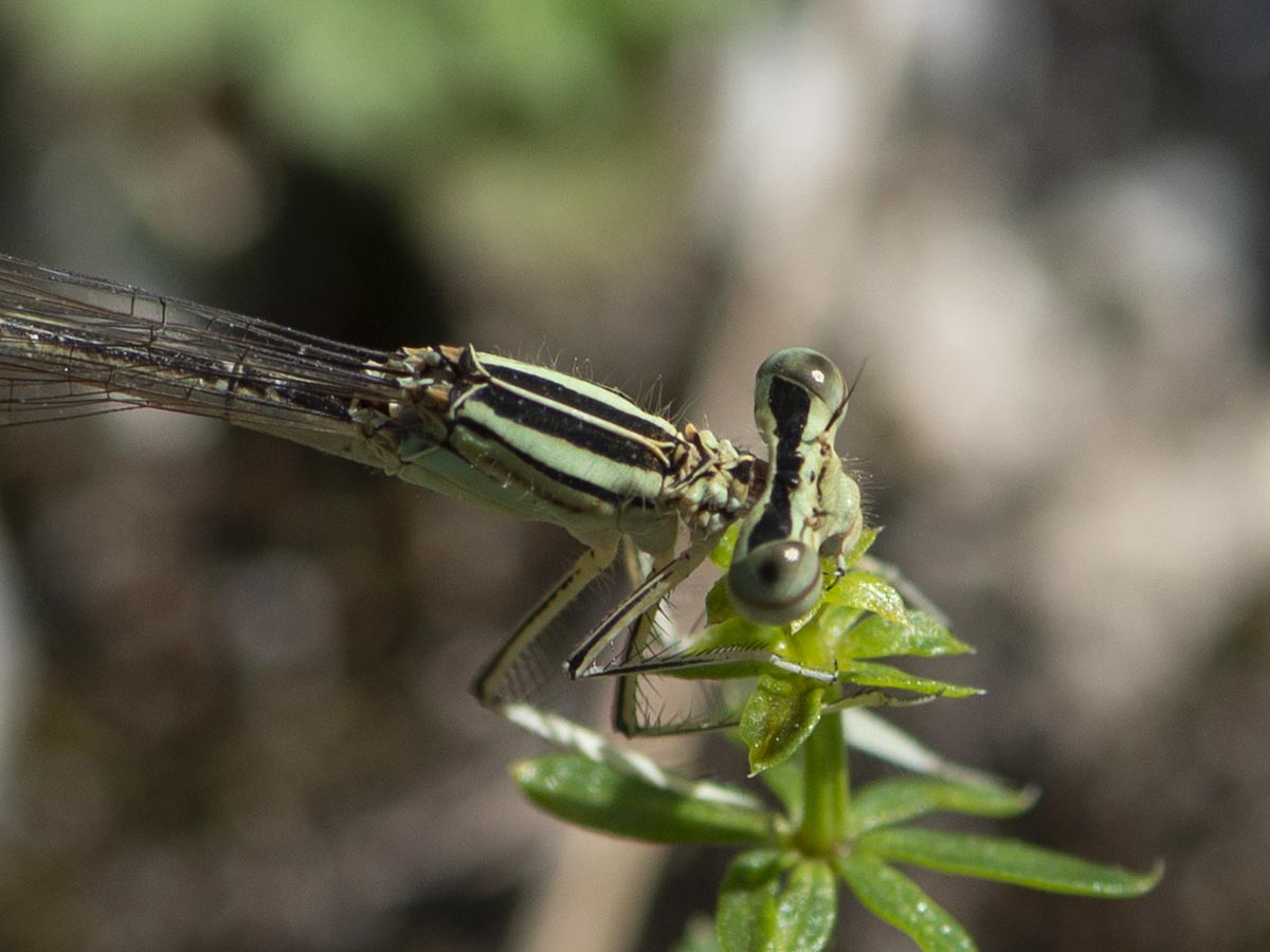 Kopf und Thorax